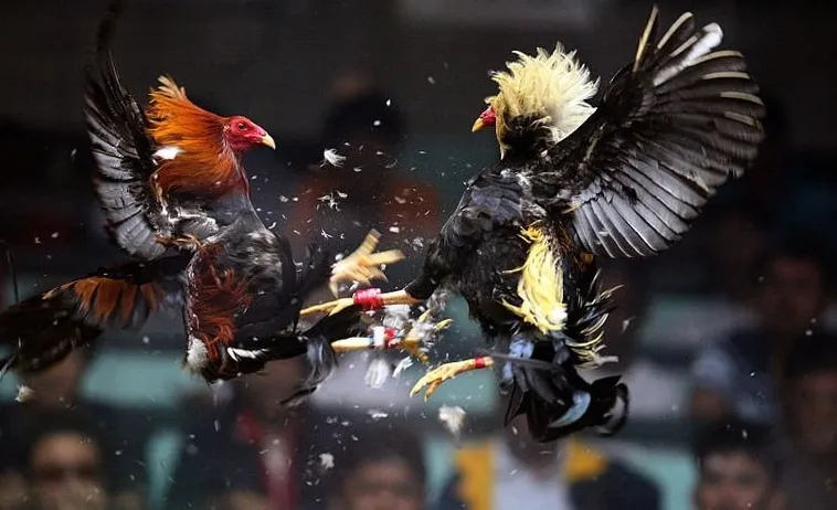 Bậc Thầy Đá Gà Sabong SV388 Hướng Dẫn Cược Chuẩn Từ A Tới Z 1 Bậc Thầy Đá Gà Sabong SV388 Hướng Dẫn Cược Chuẩn Từ A Tới Z